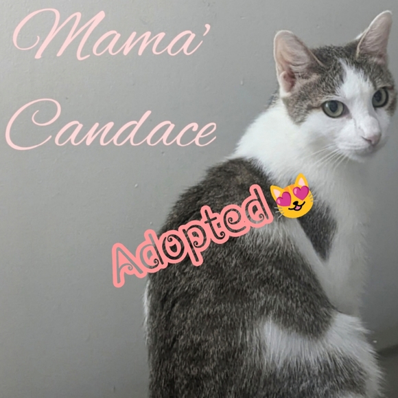 Meet your Posher, Purrmikitty - Picture 9 of 17